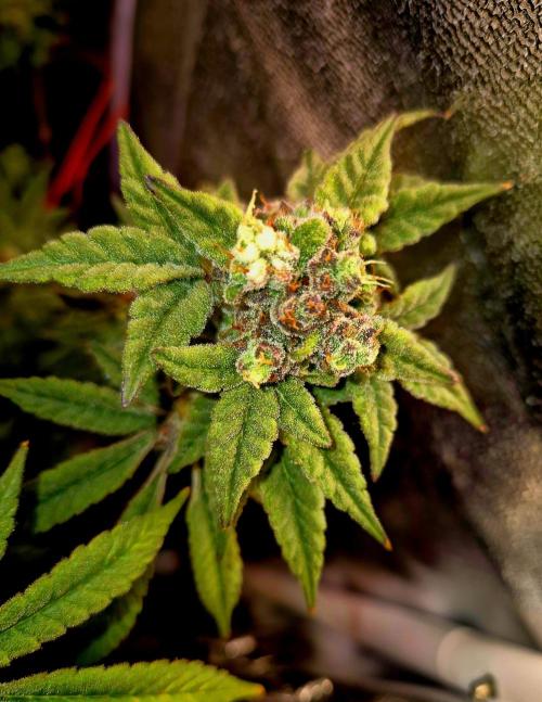 F027 - The Gassy one (USA Genetic '26). Week 15