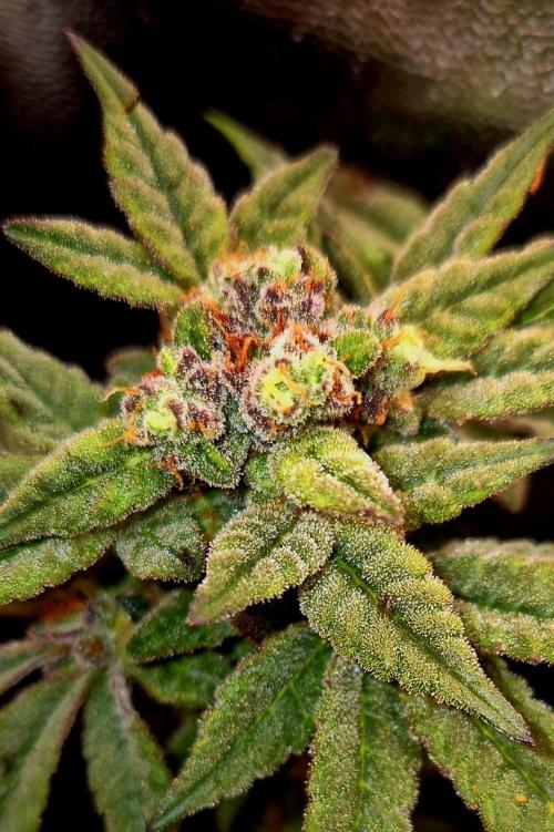 F027 - The Gassy one (USA Genetic '26). Week 15