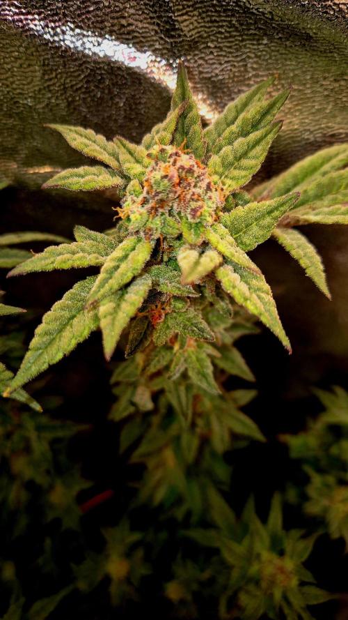 F027 - The Gassy one (USA Genetic '26). Week 15