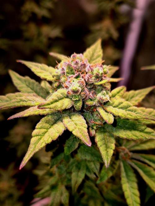 F027 - The Gassy one (USA Genetic '26). Week 15