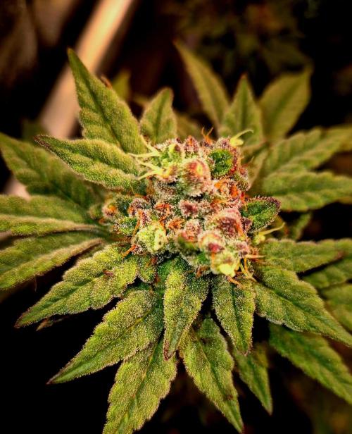 F027 - The Gassy one (USA Genetic '26). Week 15
