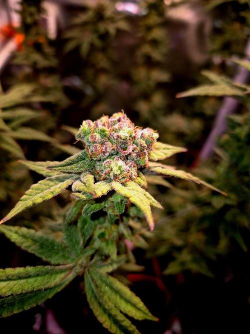 F027 - The Gassy one (USA Genetic '26). Week 15