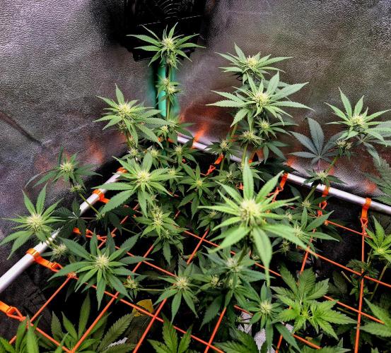 Pink Rozay Original Sensible Seeds. Week 9