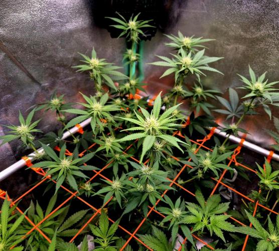 Pink Rozay Original Sensible Seeds. Week 9