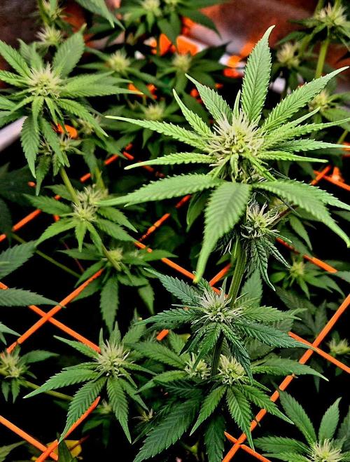Pink Rozay Original Sensible Seeds. Week 9