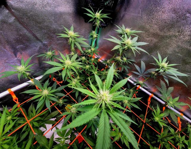 Pink Rozay Original Sensible Seeds. Week 9