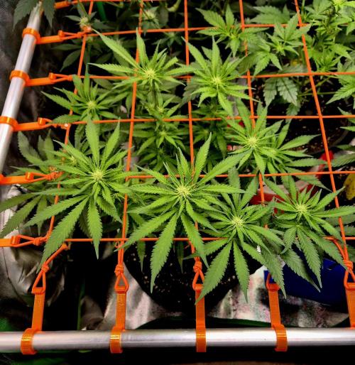 Wedding Cake (CCG) Sensible Seeds. Week 9