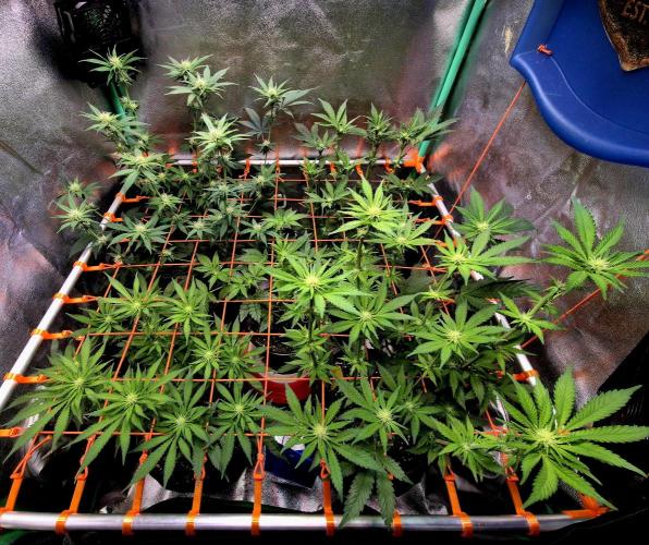 Wedding Cake (CCG) Sensible Seeds. Week 9