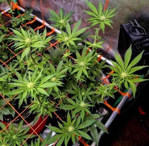 Purple overload (CCG) Sensible Seeds. Week 9