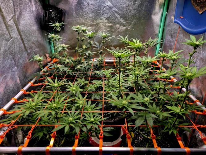 Purple overload (CCG) Sensible Seeds. Week 9