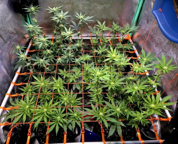 Purple overload (CCG) Sensible Seeds. Week 9