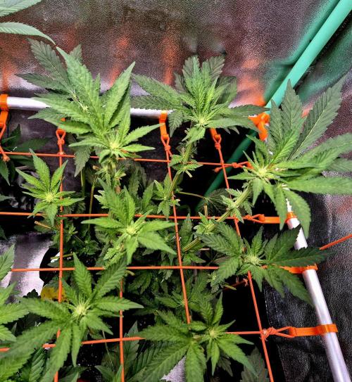 Papaya Stank (Elfi). Week 9