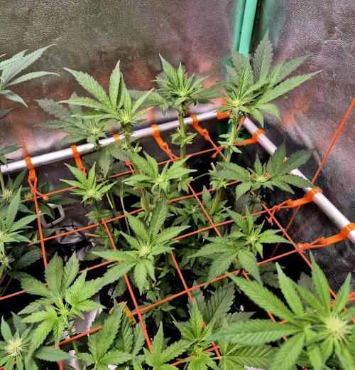 Papaya Stank (Elfi). Week 9