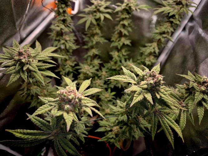F027 - The Gassy one (USA Genetic '26). Week 16