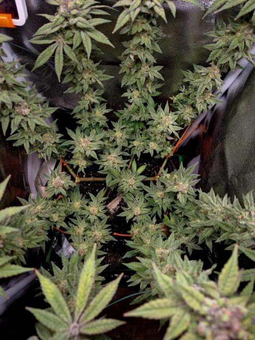 F027 - The Gassy one (USA Genetic '26). Week 16