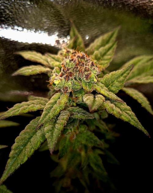 F027 - The Gassy one (USA Genetic '26). Week 16