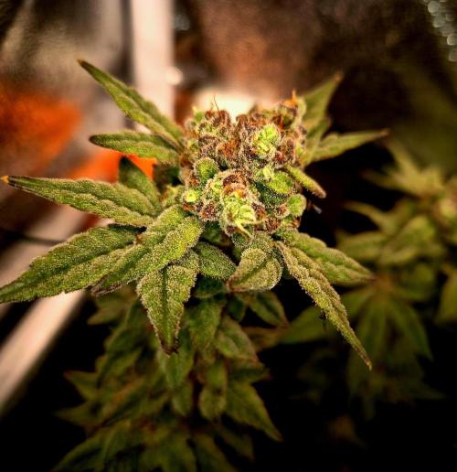 F027 - The Gassy one (USA Genetic '26). Week 16