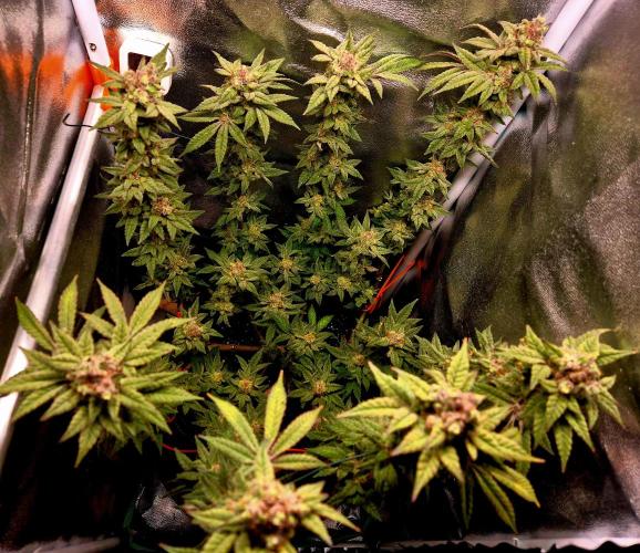 F027 - The Gassy one (USA Genetic '26). Week 16