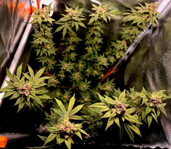 F027 - The Gassy one (USA Genetic '26). Week 16