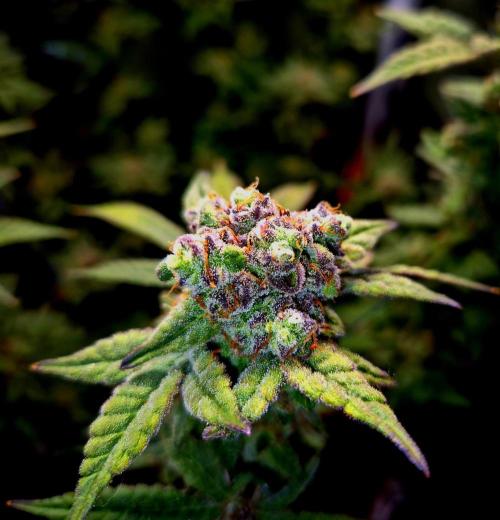 F027 - The Gassy one (USA Genetic '26). Week 16