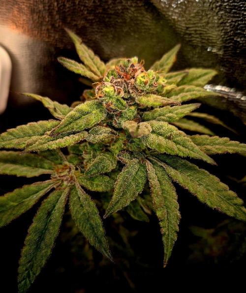 F027 - The Gassy one (USA Genetic '26). Week 16
