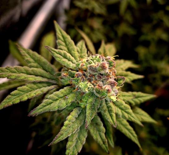 F027 - The Gassy one (USA Genetic '26). Week 16