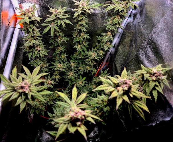 F027 - The Gassy one (USA Genetic '26). Week 16