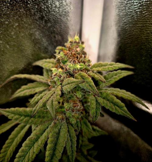 F027 - The Gassy one (USA Genetic '26). Week 16