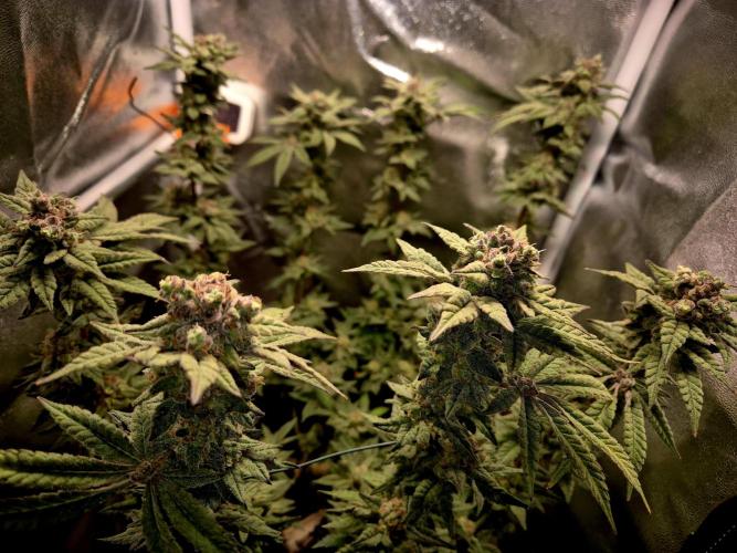 F027 - The Gassy one (USA Genetic '26). Week 16