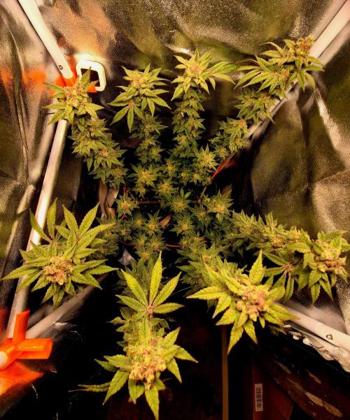 F027 - The Gassy one (USA Genetic '26). Week 16