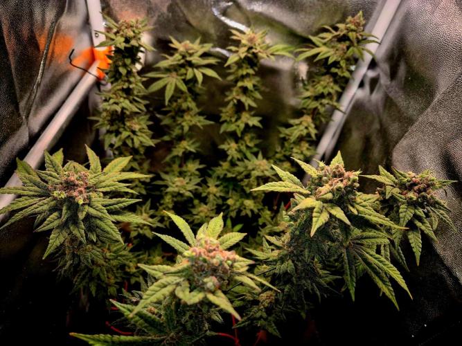 F027 - The Gassy one (USA Genetic '26). Week 17
