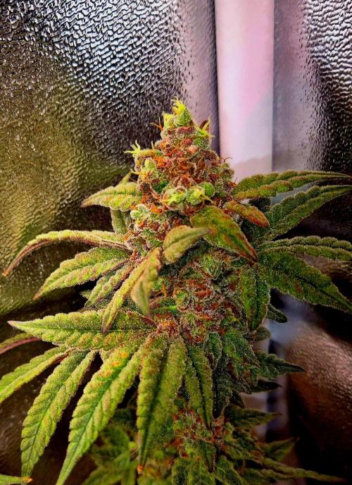 F027 - The Gassy one (USA Genetic '26). Week 17
