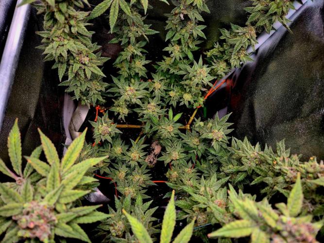 F027 - The Gassy one (USA Genetic '26). Week 17