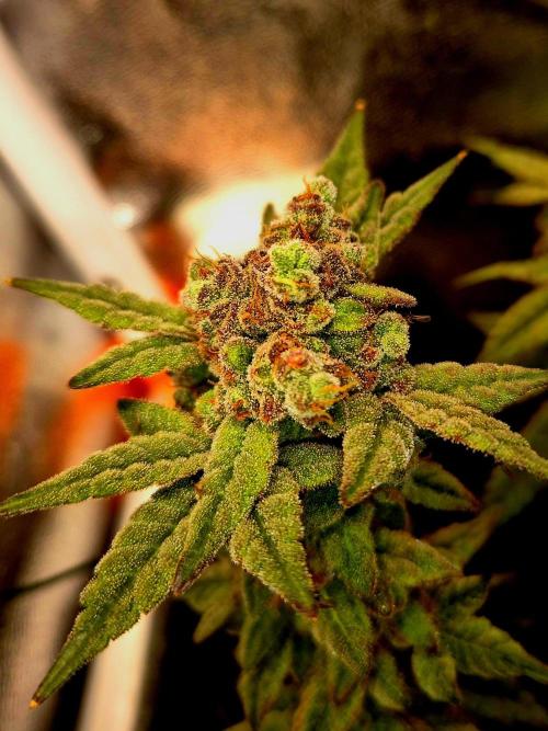 F027 - The Gassy one (USA Genetic '26). Week 17