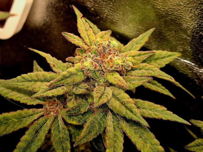 F027 - The Gassy one (USA Genetic '26). Week 17