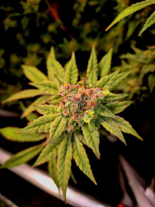 F027 - The Gassy one (USA Genetic '26). Week 17