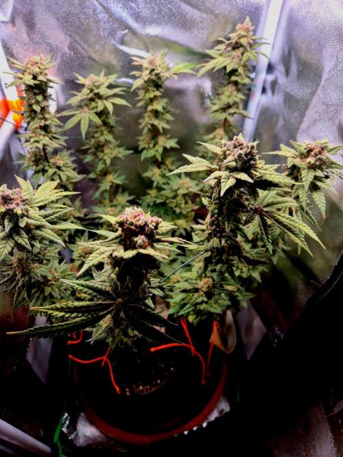 F027 - The Gassy one (USA Genetic '26). Week 17