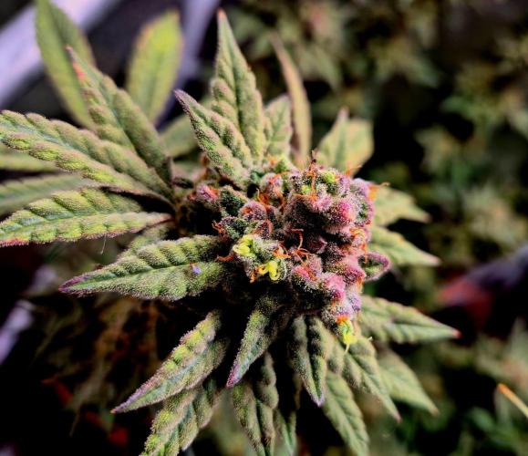 F027 - The Gassy one (USA Genetic '26). Week 17