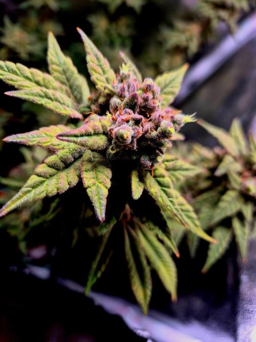 F027 - The Gassy one (USA Genetic '26). Week 17