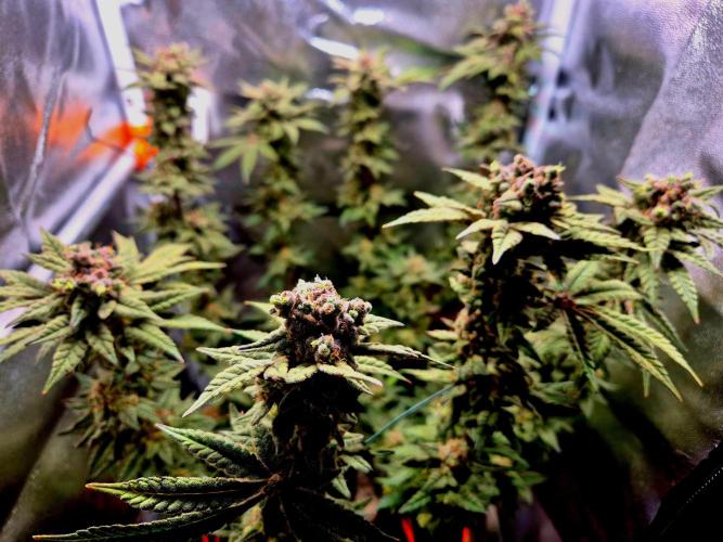 F027 - The Gassy one (USA Genetic '26). Week 17