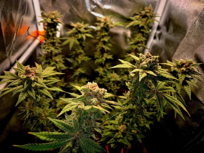 F027 - The Gassy one (USA Genetic '26). Week 17