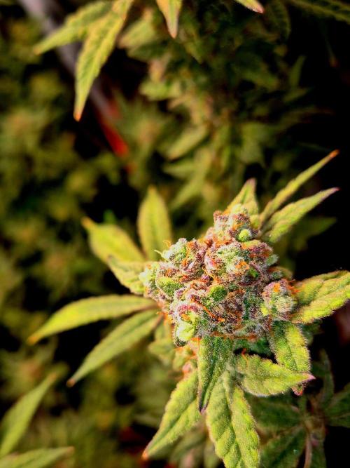 F027 - The Gassy one (USA Genetic '26). Week 17