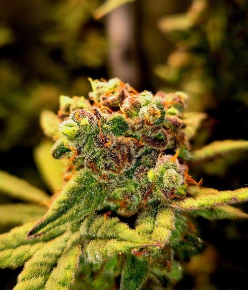 F027 - The Gassy one (USA Genetic '26). Week 17