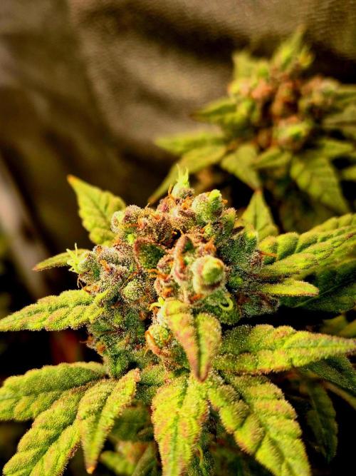 F027 - The Gassy one (USA Genetic '26). Week 17