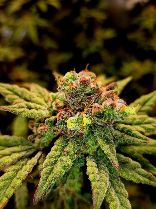 F027 - The Gassy one (USA Genetic '26). Week 17