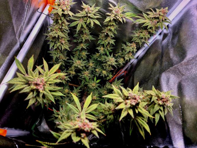 F027 - The Gassy one (USA Genetic '26). Week 17