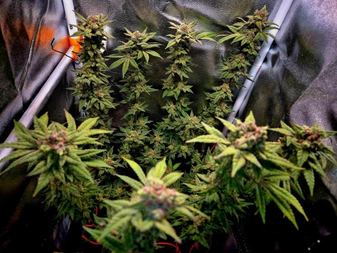 F027 - The Gassy one (USA Genetic '26). Week 17