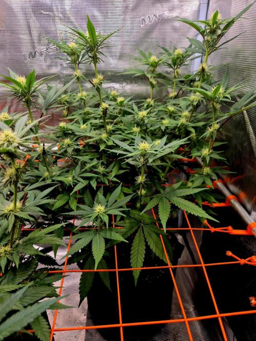 Mental Rainbow (CCG) Sweet Seeds. Week 8