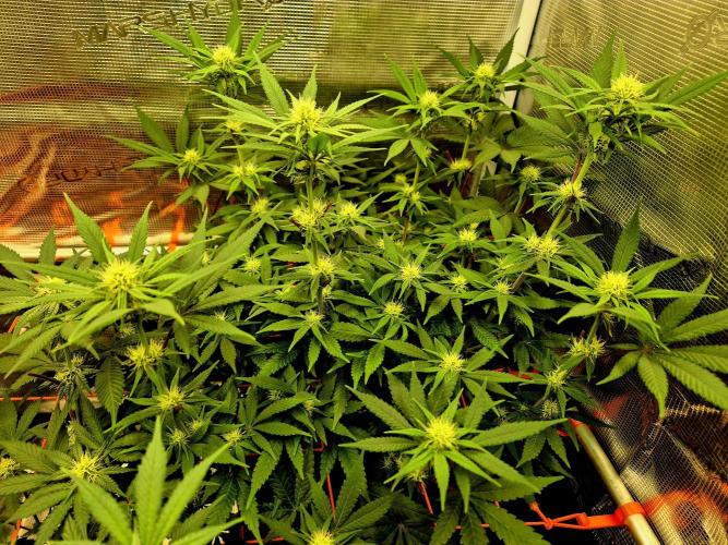 Mental Rainbow (CCG) Sweet Seeds. Week 8