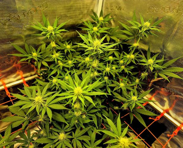 Mental Rainbow (CCG) Sweet Seeds. Week 8
